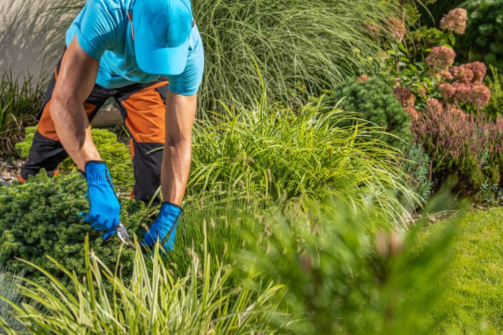 Gardener Trimming Garden Plants with Bypass Secatours